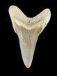 Nice Cretoxyrhina Shark Tooth - Kansas #42951-1